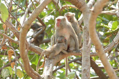 台灣獼猴即起禁養!最重罰25萬元 現有飼養須登記植晶片絕育