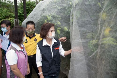 軒嵐諾颱風來襲柚農剉咧等　林姿妙推五大方案助行銷