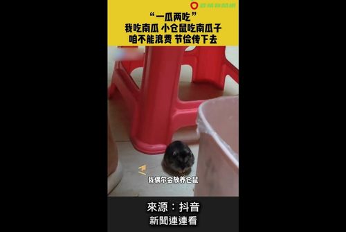 主人削皮我吃籽 勤儉持家小倉鼠