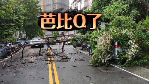 不敵軒嵐諾強風吹襲 淡水路樹傾倒壓毀1車