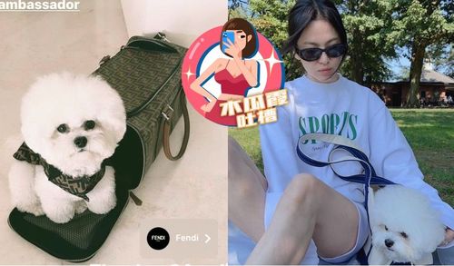 木瓜霞吐槽|宋慧乔完美诠释「人不如狗」 毛孩纽约晒太阳气死社畜