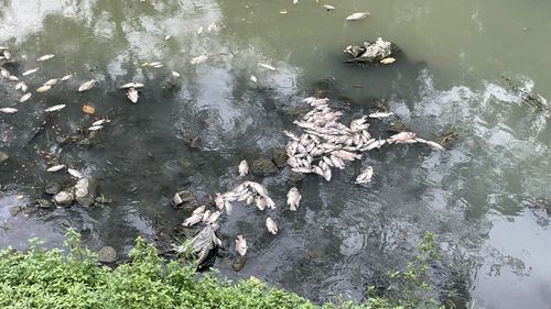 恐怖!高雄鳳山溪驚見大量「浮屍」漂浮 市府解釋死因與這有關