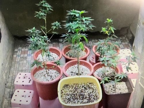 網路有教「種來自己吸」 台南頂樓開心農場慘了