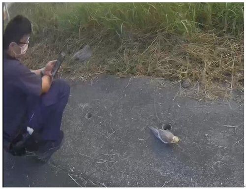 可憐玄鳳鸚鵡淪落街頭 暖警化身保母照料還幫找新家