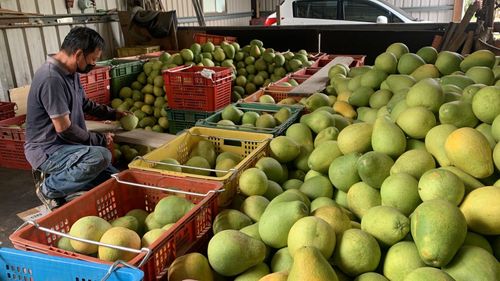 直擊|中秋節太早到趕不上採收 大坑農民哀號柚子滯銷3成堆滿地