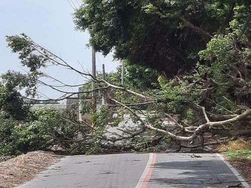 颱風未登台強風先報到　彰化路樹倒塌壓傷外送員