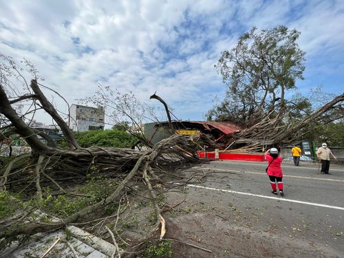 驚悚!南投巨樹無風無雨突倒下 壓垮宮廟2人輕重傷