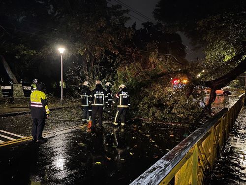 北市士林20公尺大樹倒塌 雙向車道受阻無法通行