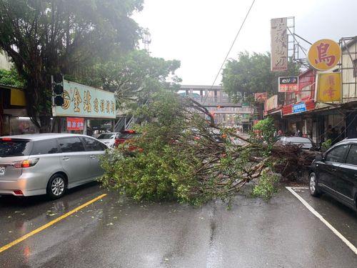 軒嵐諾颱風襲北台　林口路樹倒塌警交管速排除