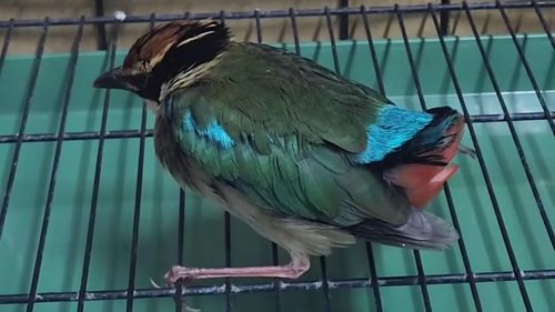 澎湖保育八色鳥車禍撞暈險遭貓叼走 好心軍人搶鳥救命