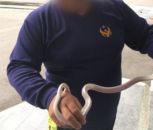 消防員徒手握白蛇遭咬險送命 求償慰問金!因這張照片被駁回