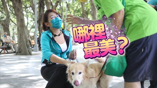 林珍羽專訪｜政壇超胸女遇「蕭滴哥」超強手技化解　林珍羽最自傲不是車頭燈