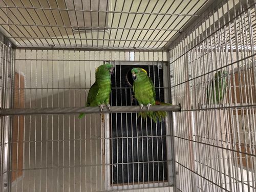 狗吠聲意外讓屋主「翻車」  非法飼養保育「鳥窩」曝光