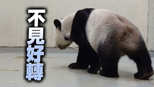 「團團」變軟腳貓熊!重返展場突喊卡 園方曝最新病況「不太好」