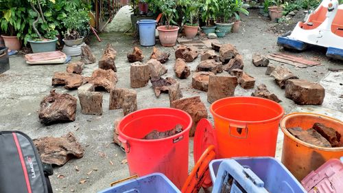 囂張!盜伐國有牛樟1250公斤 花東檢警+林管處力逮山老鼠