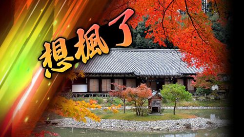開國門後必衝紅葉勝地!京都「海・森・茶・竹」主題私房景點揭密