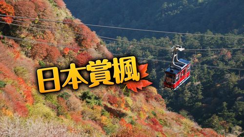 日本自由行|長崎紅葉景點4選 佐世保期間限定賞楓名所只開放10天
