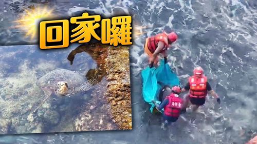 珍稀綠蠵龜受困綠島礁岩 海巡配合漲潮段助返大海