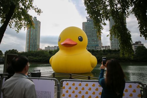 最療癒的裝置藝術又現蹤　霍夫曼大黃鴨游到首爾