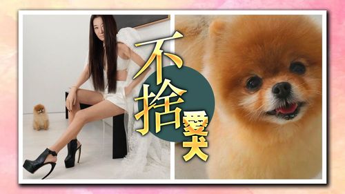 Vera Wang痛失13年摯愛　愛犬Lola離世悲嘆「精神永留我心中」