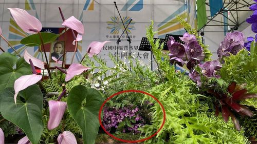 呼應「多元匯聚」興大育出石竹新品種 國慶大會綻豔