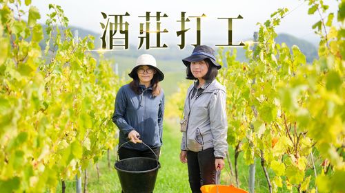 台灣女生法國酒莊打工直擊!喝米其林等級美酒、住進如畫美景 感動直呼:嘴被養刁了!