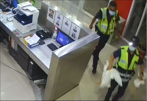 奔跑吧薑母鴨!台中波麗士抓功了得 「1人對付1隻」兩白鴨緝捕歸案