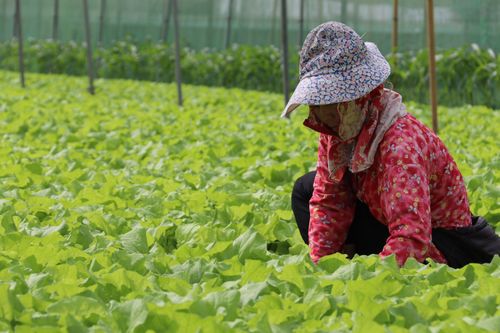 颱風來襲｜蔬菜批發價增　高麗菜1天漲3成6