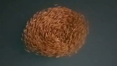 獨家|奇觀!澎湖二崁碼頭數千尾臭肚魚游動 驚人「魚漩渦」影片曝光