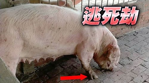 泥淖救出大母豬赫見五爪蹄!被點破「人轉世」遭棄養 獸醫要幫牠轉運