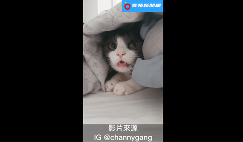 地震後遺症發作　真的傻眼貓咪了