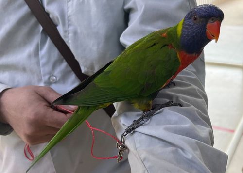 鸚鵡蹺家飼主留錯電話 警當柯南留言區幫牠找到回家路
