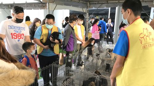 「乐来乐宠毛孩」公益市集周日登场 看表演再领养浪浪