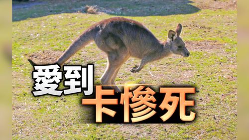 把野生袋鼠当宠物养 男子被打到伤重死亡!澳洲86年来首例