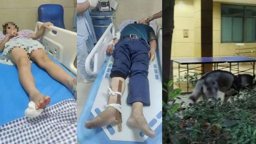 狗版烧肉粽事件!哈士奇24高楼坠下竟没事 倒楣爷孙被压伤骨折住院