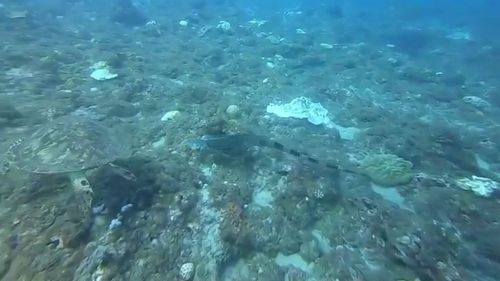 小琉球驚見綠鬣蜥與海龜尬游 潛水教練憂「海底酷斯拉」毀生態