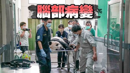 大猫熊「团团」生病了！动物园证实癫痫　「大脑液化坏死病变」