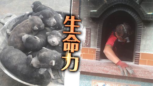 獨家|狗媽媽「金爐當產房」生9隻 瀕滅門!鬼門關前悲鳴求救