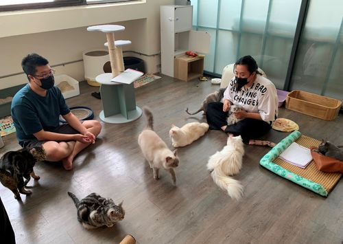 新北動保處公私協力救援　助31隻受虐毛寶貝尋幸福歸宿