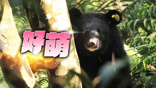 驚喜入鏡!台東廣原小熊野放逾兩年 Mulas可愛模樣曝光