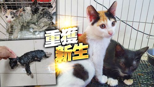 喵星人受困黏鼠板!民眾無計可施求救 動保處「用這招」讓牠們恢復萌樣