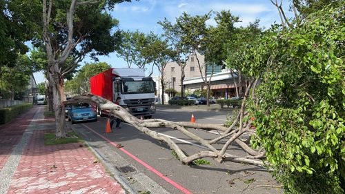 暴風雨前不寧靜 台中市路樹不敵強風被襲擊倒