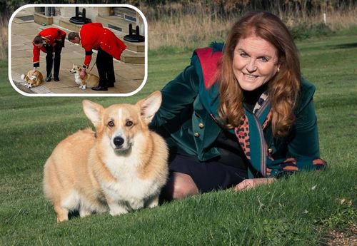 英國女王辭世月餘　柯基愛犬近照首度曝光！託付「前媳婦」照顧