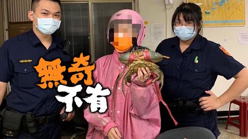 「大沙公」當寵物!趁隙溜出門逛大街 失主臉書PO文協尋竟找到了