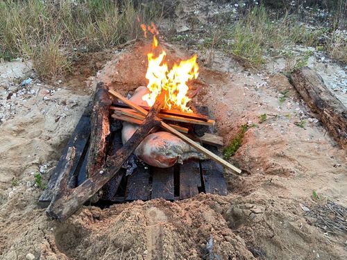 金門再見非洲豬瘟侵門踏戶　農委會祭禁豬令！今起豬肉禁運往台灣