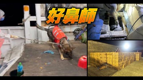 漁船夾藏市價千萬走私菸闖關 岸巡偵搜犬登船搜索立功