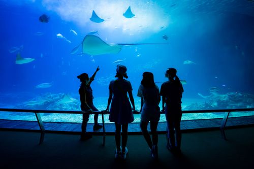 錯過等明年|屏東海生館期間限定「夜巡」活動 最後梯次即起開放報名