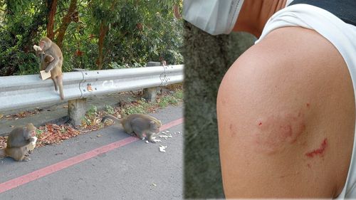 柴山獼猴會拉拉鍊「跳人背扯包」搶食　恐怖！登山客遭猴群攻擊啃傷