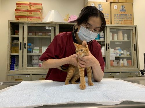 讓毛孩遠離心血管疾病風險 新北動保處:別輕忽「四大徵兆」
