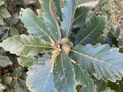 僅存70株!殼斗村的槲櫟瀕臨絕種 竹縣府周六舉辦活動推廣保育